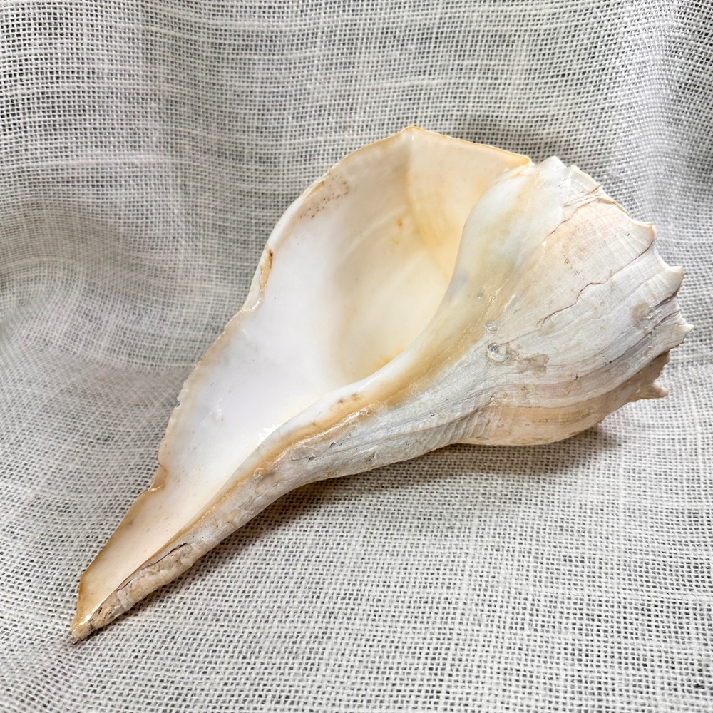 Large Natural Lightning Whelk Seashell Left Handed Conch Nautical Coastal Decor